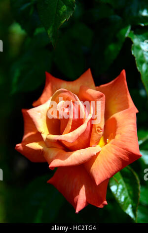 Rosa erinnern mich Cocdestin Hybride Tee orange rose Rosen Duft Blume Blumen Blüte Strauch Sträucher Farbe Farben RM Floral Stockfoto