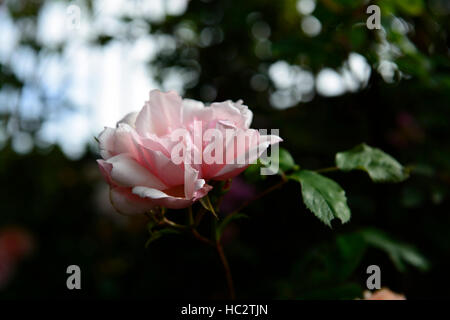 Rosa Zéphirine Drouhin Kletter rose dornlos rosa Blume Blüte Blumen Sommer duftenden duftenden RM Floral wiederholen Stockfoto