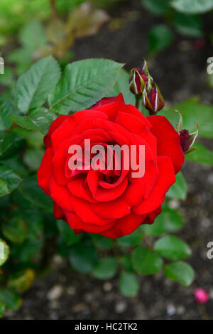 Rose Rosa frohe Tantide rot Doppel Edelrosen Strauch Sträucher Blume Blüte Blumen Sommer duftenden duftenden RM-Floral Stockfoto