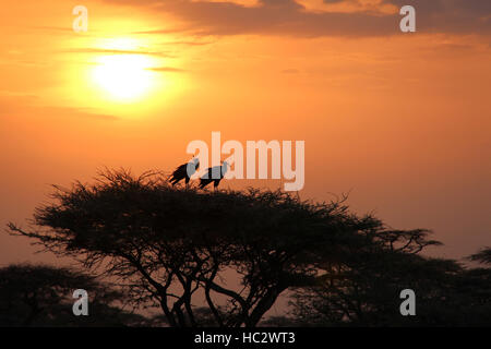 Zwei afrikanische Sekretär Vögel (Sagittarius Serpentarius) in der Baumkrone bei Sunrise Stockfoto