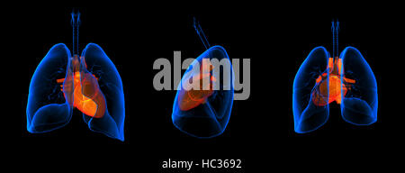 3D medizinische Illustration - Lungen mit sichtbaren Herzen Stockfoto