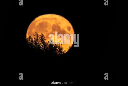 Super-Mond in Finnland 14.11.2016 Stockfoto