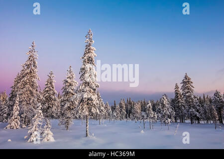 Winter im Nationalpark Syöte, Finnland. Stockfoto