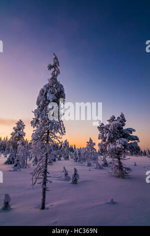 Winter im Nationalpark Syöte, Finnland. Stockfoto