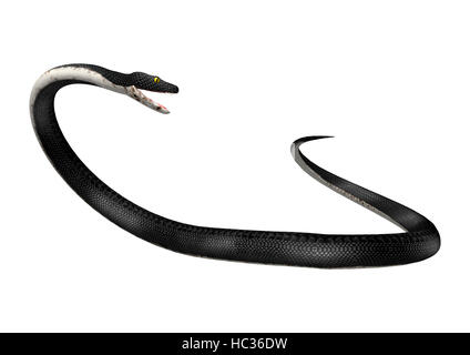 3D-Rendering einer südlichen Black Racer Schlange isoliert auf weißem Hintergrund Stockfoto