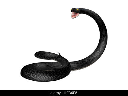 3D-Rendering einer südlichen Black Racer Schlange isoliert auf weißem Hintergrund Stockfoto