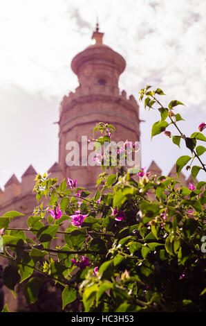 Die Blüten streicheln sanft der Torre del Oro in Sevilla, eines der bedeutendsten Denkmäler der wunderschönen andalusischen Stadt. Stockfoto