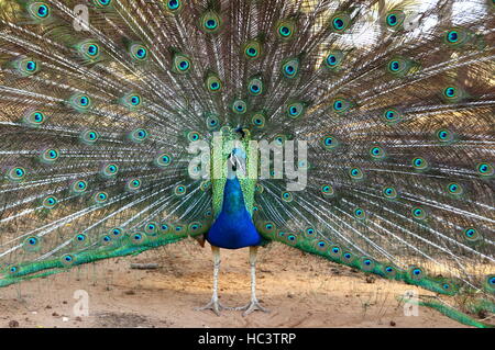 Peacocks Prunk Stockfoto