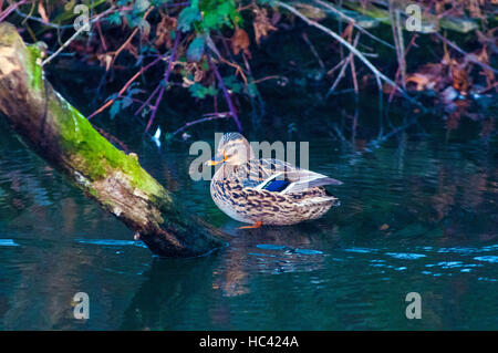 Wandsworth Common, London, UK. 7. Dezember 2016. Weibliche Stockente auf dem Teich. Am frühen Morgen auf dem gemeinsamen. Bildnachweis: JOHNNY ARMSTEAD/Alamy Live-Nachrichten Stockfoto