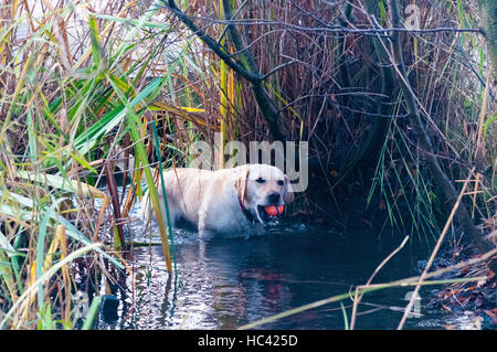 Wandsworth Common, London, UK. 7. Dezember 2016. Labrador Hund Ball aus Ententeich holen. Am frühen Morgen auf dem gemeinsamen. Bildnachweis: JOHNNY ARMSTEAD/Alamy Live-Nachrichten Stockfoto