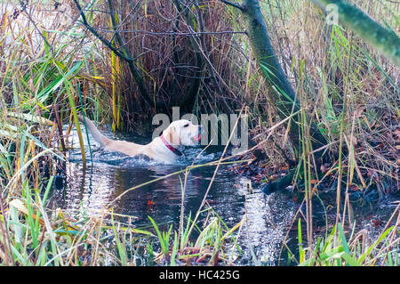 Wandsworth Common, London, UK. 7. Dezember 2016. Labrador Hund Ball aus Ententeich holen. Am frühen Morgen auf dem gemeinsamen. Bildnachweis: JOHNNY ARMSTEAD/Alamy Live-Nachrichten Stockfoto