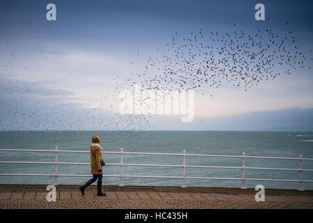 Aberystwyth Wales UK, Mittwoch, 7. Dezember 2016 UK Wetter: auf eine graue Bewölkung aber sehr mild Dezemberabend, Tausende Stare fliegen ihre Übernachtung Roost auf den gusseisernen Beinen Aberystwyth Pier. Jeden Tag sie ihre Fütterung zerstreuen Gründen vor einer Rückkehr in der Abenddämmerung, dramatische Luftbilder Anzeigen über das Meer Stadt Foto Credit durchzuführen: Keith Morris / Alamy Live News Stockfoto