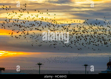 Blackpool, Lancashire, UK 7. Dezember 2016. Großbritannien Wetter. Schwärme von Staren wählen eine kommunale Roost, nach der Durchführung einer Murmuration in der Nähe der Anlegestelle in der Abenddämmerung.  Eine fantastische Akrobatik Masse viele Tausende von Staren sammeln bei Sonnenuntergang zu tanzen, drehen, wirbeln, Schwarm, und angezeigt, bevor sich das Tierheim in Anspruch nehmen durch die Stahlträger angeboten und Tragkonstruktionen von Mittel- und Nord-Piers. Bildnachweis: MediaWorldImages/Alamy Live-Nachrichten Stockfoto