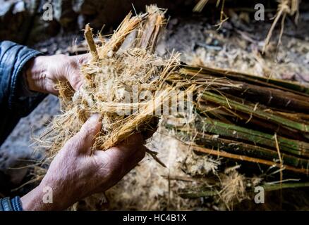 (161208)--CHONGQING, 8. Dezember 2016 (Xinhua)--Li Shilin prüft die Materialien für die Herstellung von "Tuhuo" Papier in Xinglong Stadt, Südwest-China Chongqing, 7. Dezember 2016. LIS-Familie, Leben in Xinglong Stadt Chongqing hat das traditionelle Handwerk der Herstellung von "Tuhuo" Papier über fünf Generationen überliefert. "Tuhuo" Papier, Bambus wächst in lokalen Bereichen erfordert hohen Standard der Techniken durch alle Verarbeitungsstufen. Allerdings ist mit hoher Arbeitsintensität, schlechten Verkaufszahlen und niedrigen Renditen, das Handwerk nur wenige junge Menschen, erbte die trieb der Regierung es als einen Tourismus zu entwickeln Stockfoto