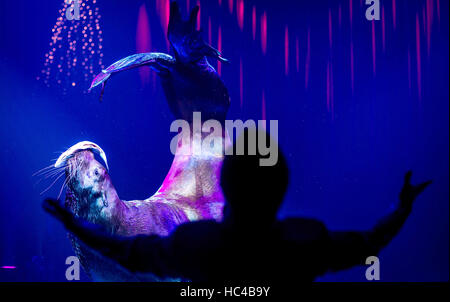 Stuttgart, Deutschland. 7. Dezember 2016. Russischen Zirkus Tiertrainer Wassili Timoschenko auf der Bühne für die Welt-Weihnachtszirkus in Stuttgart, Deutschland, 7. Dezember 2016. Foto: Christoph Schmidt/Dpa/Alamy Live News Stockfoto