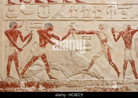 Einem alten ägyptischen Relief zeigt eine Szene einer Kuh schlachten in Sakkara. Stockfoto