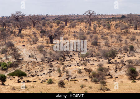 Afrikanischer Büffel (Syncerus Caffer) große Herde bewegt durch den Wald mit Baobab-Bäume, Tarangire Nationalpark, Tansania Stockfoto