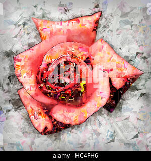 Digital Imagegewinn eine perfekte orange Garten rose Stockfoto