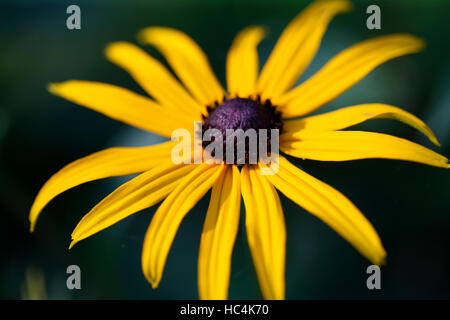 ein vollständig geöffnet, fühle mich gut Sommer Rudbeckia Jane Ann Butler Fotografie JABP1734 Stockfoto