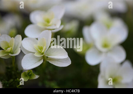 schönen weißen Sommer blühende Hortensie 'Schneeflocke' - gedeihen Jane Ann Butler Fotografie JABP1735 Stockfoto