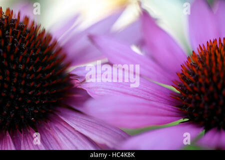 beeindruckende, langstieligen Echinacea Blütenköpfchen Jane Ann Butler Fotografie JABP1745 Stockfoto