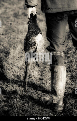 Immobilien-Shooting, Cirencester, mit einer ein Fang von Fasan Besitz schützen. Stockfoto