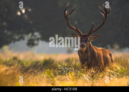 Rothirsch im Richmond Park. Stockfoto