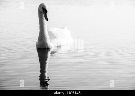 Swan spiegelt sich im Wasser, schwarz und weiß. Stockfoto