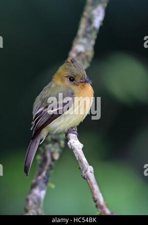 Getuftete Flycatcher (Mitrephanes Phaeocercus Aurantiiventris) Erwachsenen thront auf Zweig Altos del Maria Panama Oktober Stockfoto