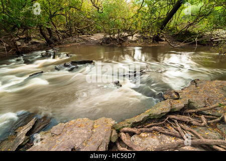 El Palmar Bach in den Wald, El Palmar Nationalpark, Provinz Entre Ríos, Argentinien Stockfoto