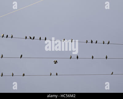 Vögel auf Elektrokabel mit blauem Himmel, gratis Tiere Stockfoto