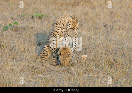 Zwei Jugendliche Cheetah Cubs (Acinonyx Jubatus) spielen zusammen in der Savanne in Südafrika Stockfoto