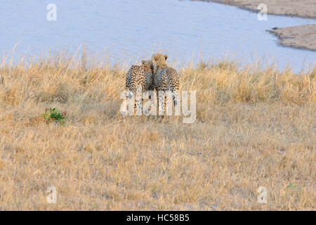 Zwei Jugendliche Cheetah Cubs (Acinonyx Jubatus) spielen zusammen in der Savanne in Südafrika Stockfoto