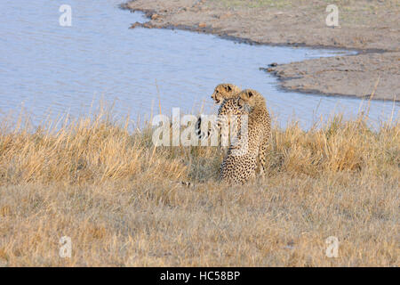 Zwei Jugendliche Cheetah Cubs (Acinonyx Jubatus) spielen zusammen in der Savanne in Südafrika Stockfoto