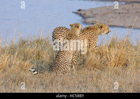 Zwei Jugendliche Cheetah Cubs (Acinonyx Jubatus) spielen zusammen in der Savanne in Südafrika Stockfoto