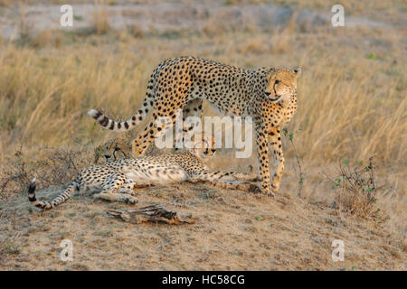 Gepard-Mutter und ihre zwei jungen Jungen (Acinonyx Jubatus) entspannend in der Savanne in Südafrika Stockfoto