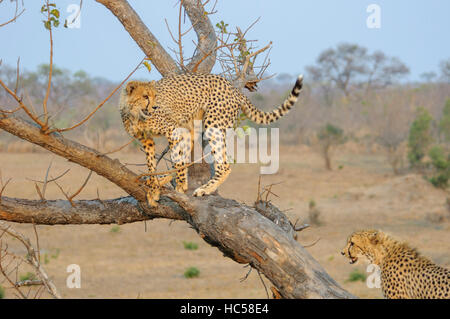 Zwei Jugendliche Cheetah jungen (Acinonyx Jubatus) spielen auf einem Baum in Südafrika Stockfoto