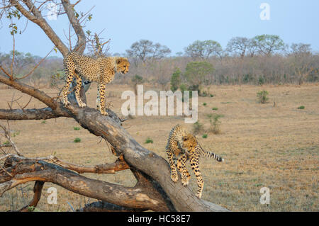 Zwei Jugendliche Cheetah jungen (Acinonyx Jubatus) spielen auf einem Baum in Südafrika Stockfoto