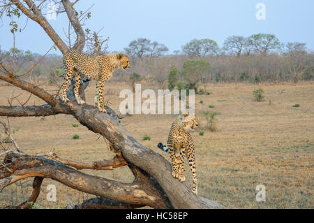 Zwei Jugendliche Cheetah jungen (Acinonyx Jubatus) spielen auf einem Baum in Südafrika Stockfoto