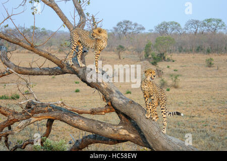 Zwei Jugendliche Cheetah jungen (Acinonyx Jubatus) spielen auf einem Baum in Südafrika Stockfoto