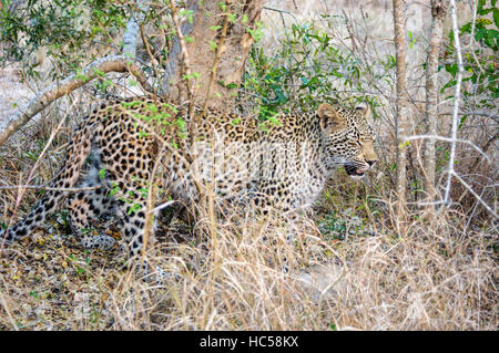 Junge afrikanische Leopard Cub (Panthera Pardus) spielen bei der Jagd in Südafrika Stockfoto