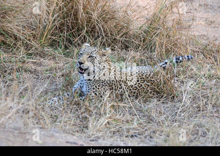 Junge afrikanische Leopard Cub (Panthera Pardus) spielen bei der Jagd in Südafrika Stockfoto