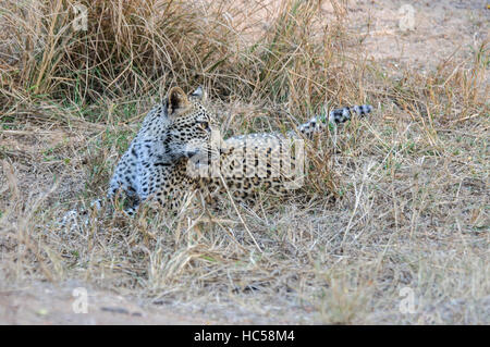 Junge afrikanische Leopard Cub (Panthera Pardus) spielen bei der Jagd in Südafrika Stockfoto