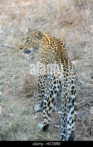 Eine afrikanische Leopardin (Panthera Pardus) geht die Jagd nach Beute für ihre jungen Cub, Südafrika Stockfoto