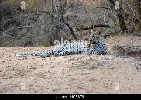 Ein junges jungen afrikanischen Leoparden (Panthera Pardus) entspannt auf einer Sandbank, Südafrika Stockfoto