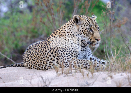 Afrikanischer Leopard (Panthera Pardus) entspannend auf einer Sandbank, Südafrika Stockfoto