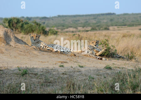 Zwei männliche Geparde (Acinonyx Jubatus) zum Entspannen in der Nachmittagssonne, Südafrika Stockfoto