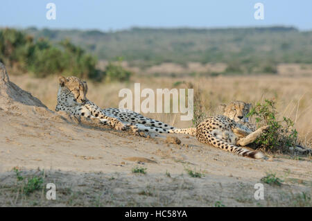 Zwei männliche Geparde (Acinonyx Jubatus) zum Entspannen in der Nachmittagssonne, Südafrika Stockfoto