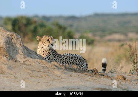 Männliche Geparden (Acinonyx Jubatus) zum Entspannen in der Nachmittagssonne, Südafrika Stockfoto