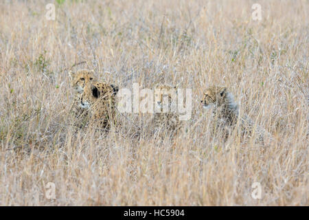 Gepard-Mutter mit ihren drei jungen Jungen (Acinonyx Jubatus) ruht das lange Gras der Savanne, Südafrika Stockfoto